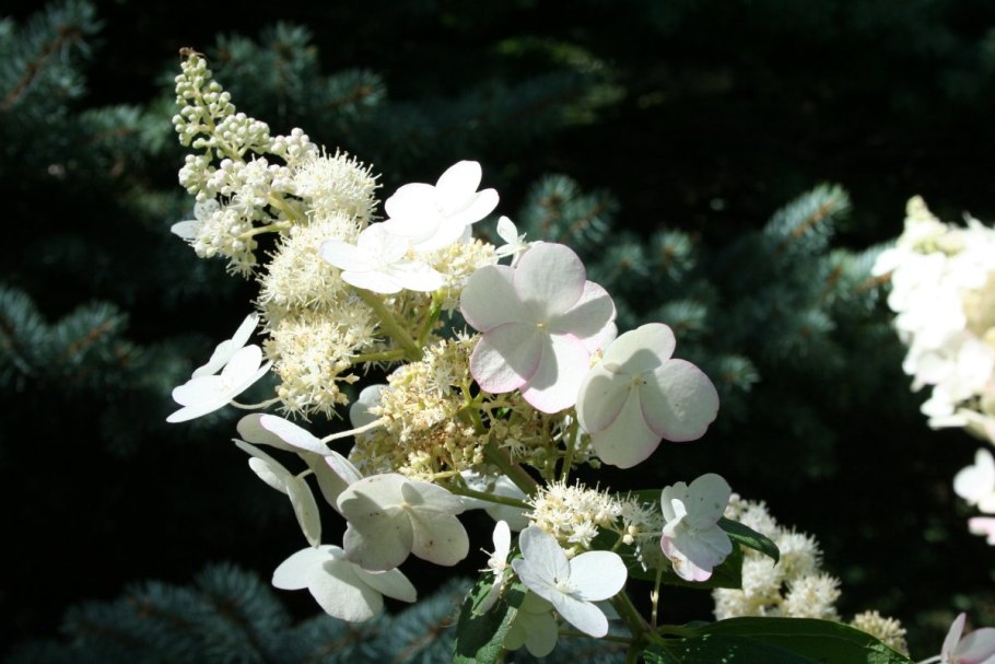 Гортензия метельчатая "Levana" ("Левана")