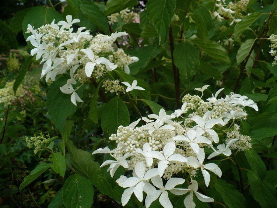 Гортензия метельчатая floribunda