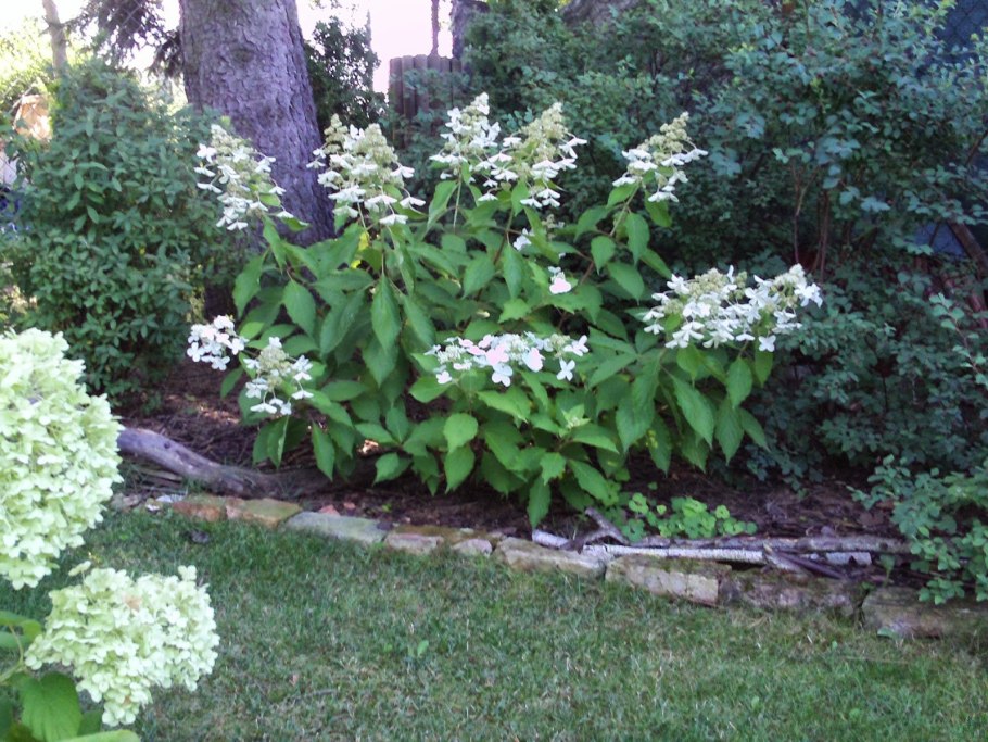 Гортензия метельчатая Юник