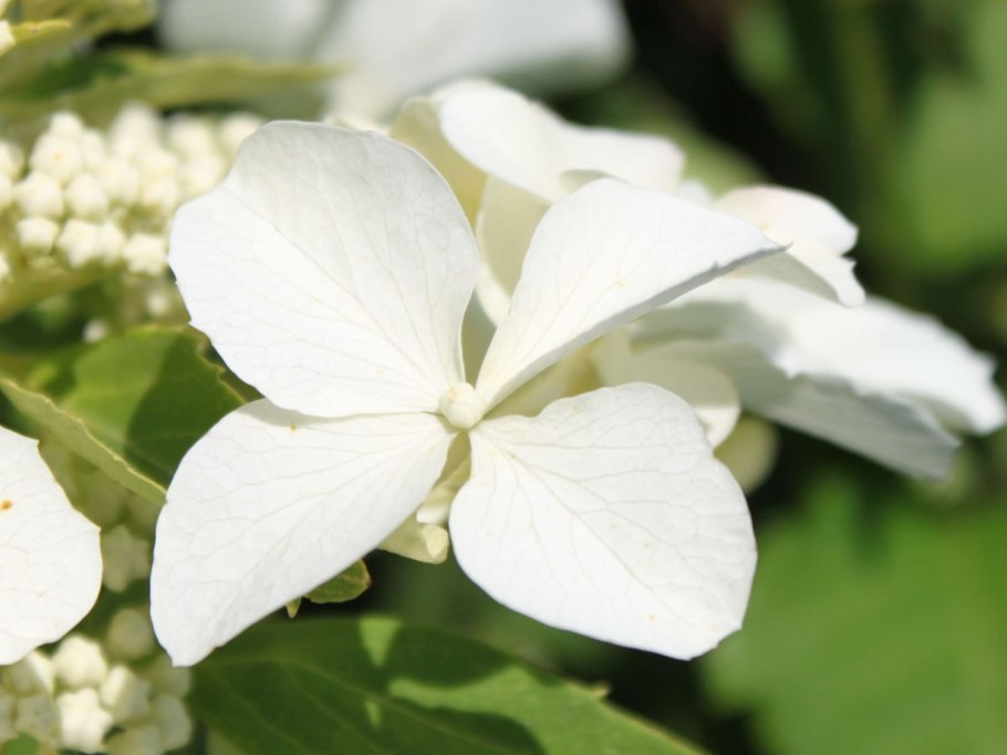 Гортензия паникулата Левана