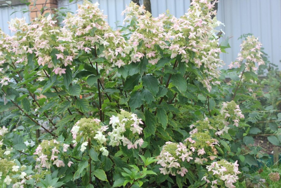 Гортензия метельчатая "Levana" ("Левана")