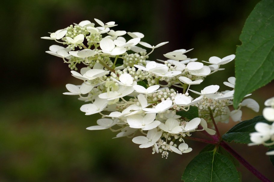 Гортензия метельчатая "Tardiva" ("Тардива")