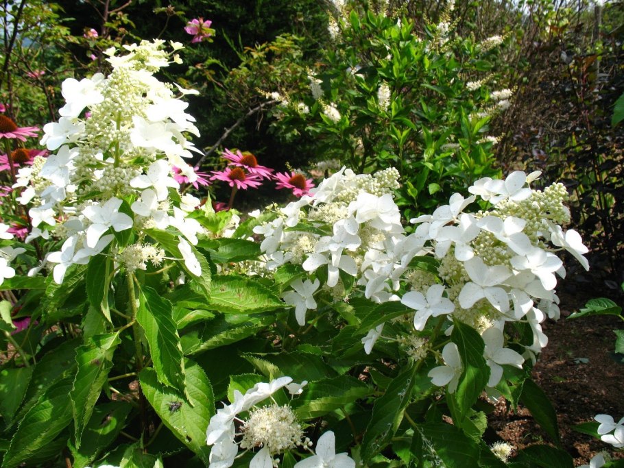 Гортензия метельчатая Левона