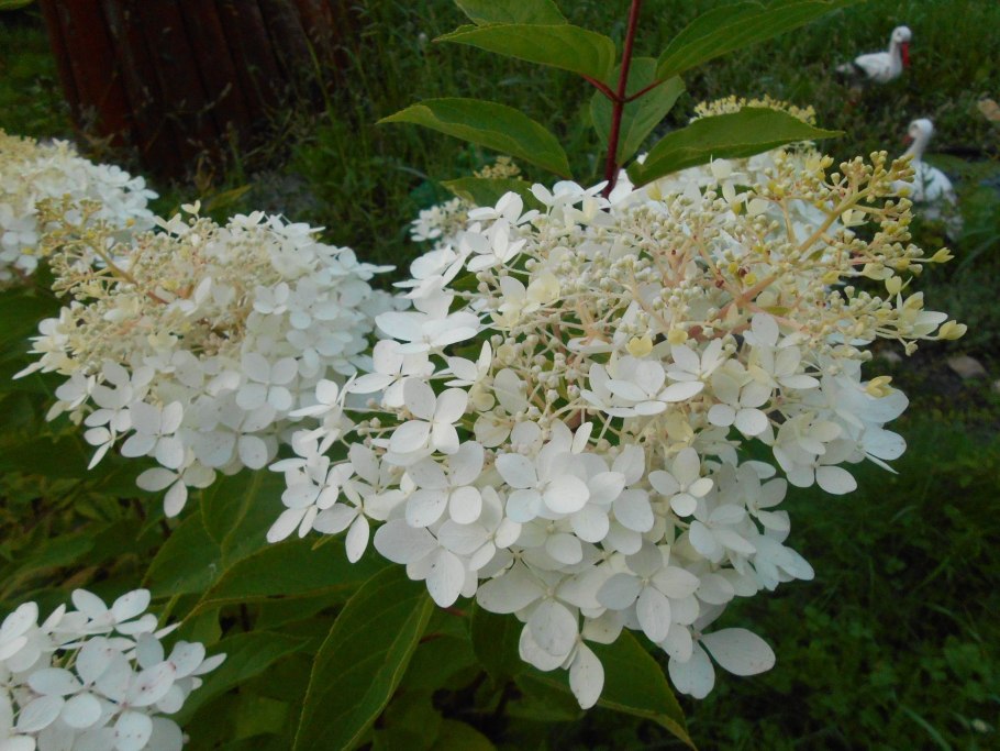 Гортензия метельчатая Гринспайр