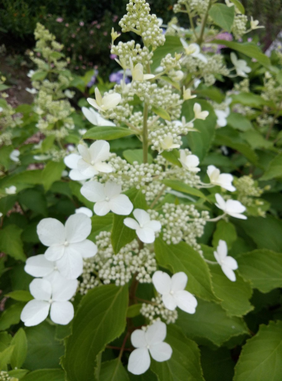 Гортензия Лаймлайт изгородь