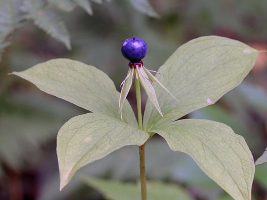 Борщевик Мантегацци Heracleum mantegazzianum