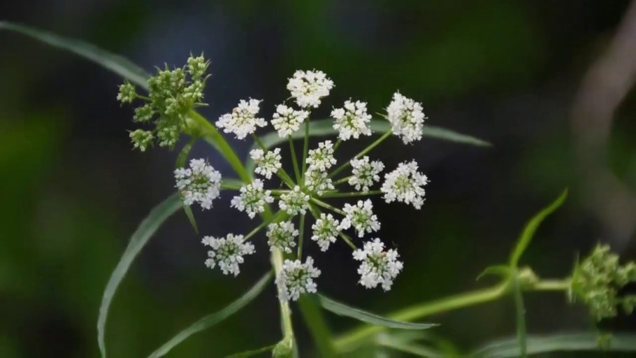 Белена чёрная