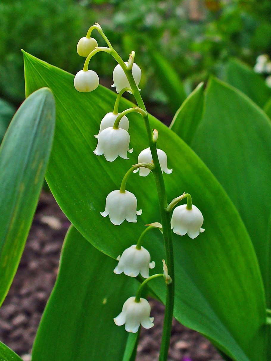 Ландыш Майский (Convallaria Majalis l.)