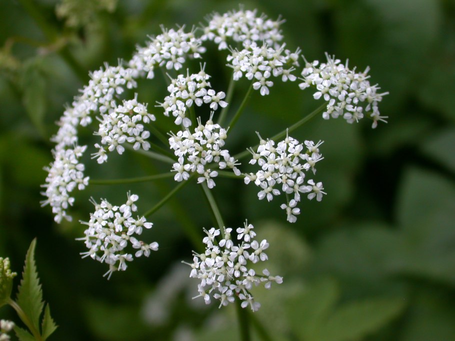 Паслен сладко-Горький (Solanum Dulcamara)
