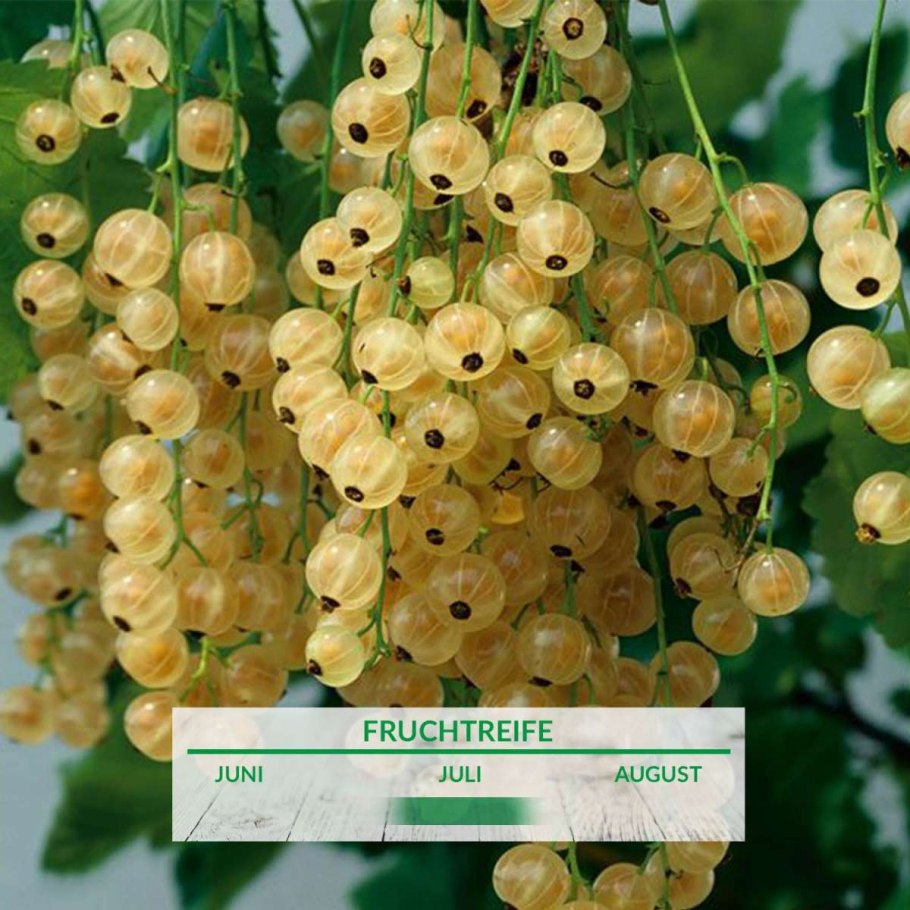 Оранжевая смородина