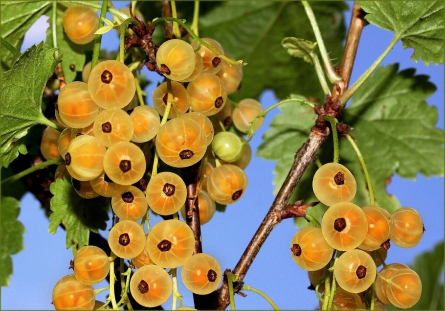 Белая смородина Версальская саженцы