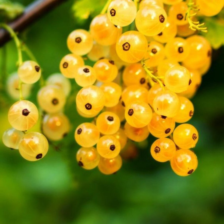 Желтая смородина