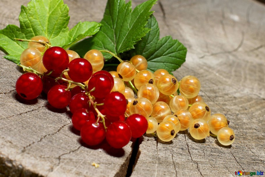 Смородина белая Императорская