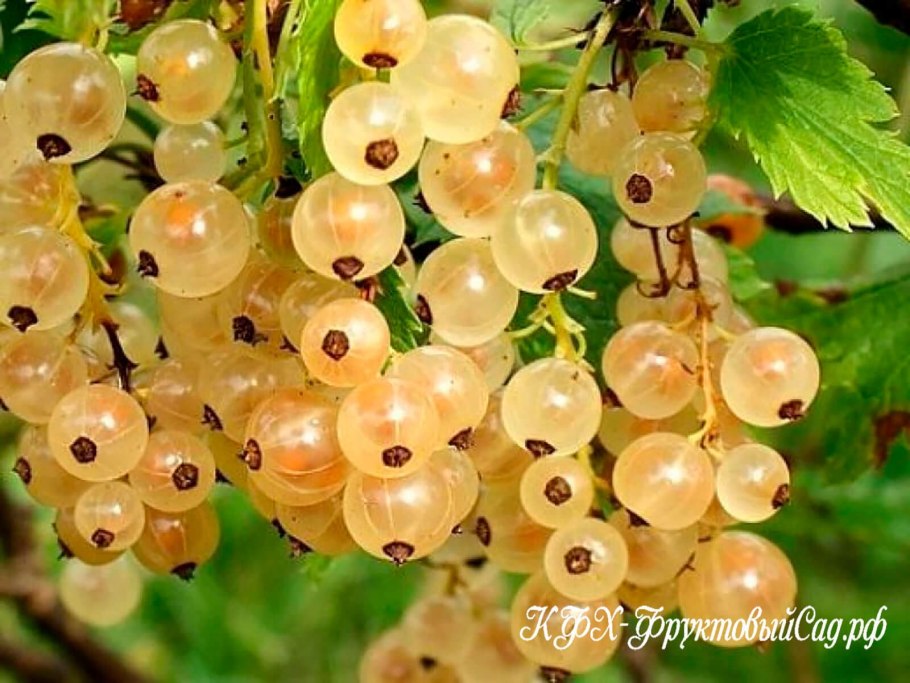 Ягоды белой смородины