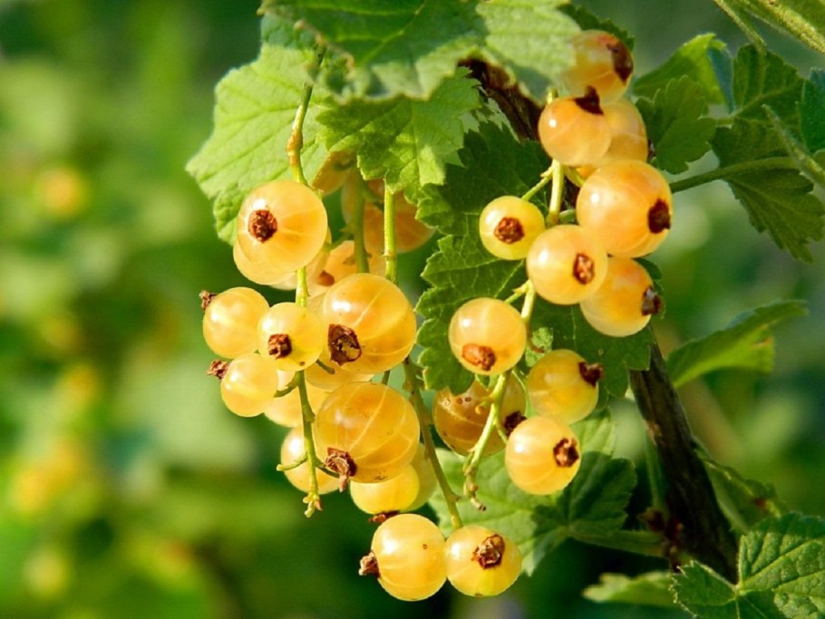 Смородина белая "Императорская желтая" (2-4 ветки)