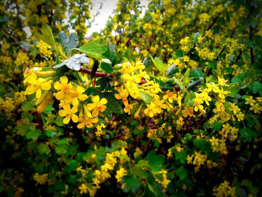 Смородина белая Версальская