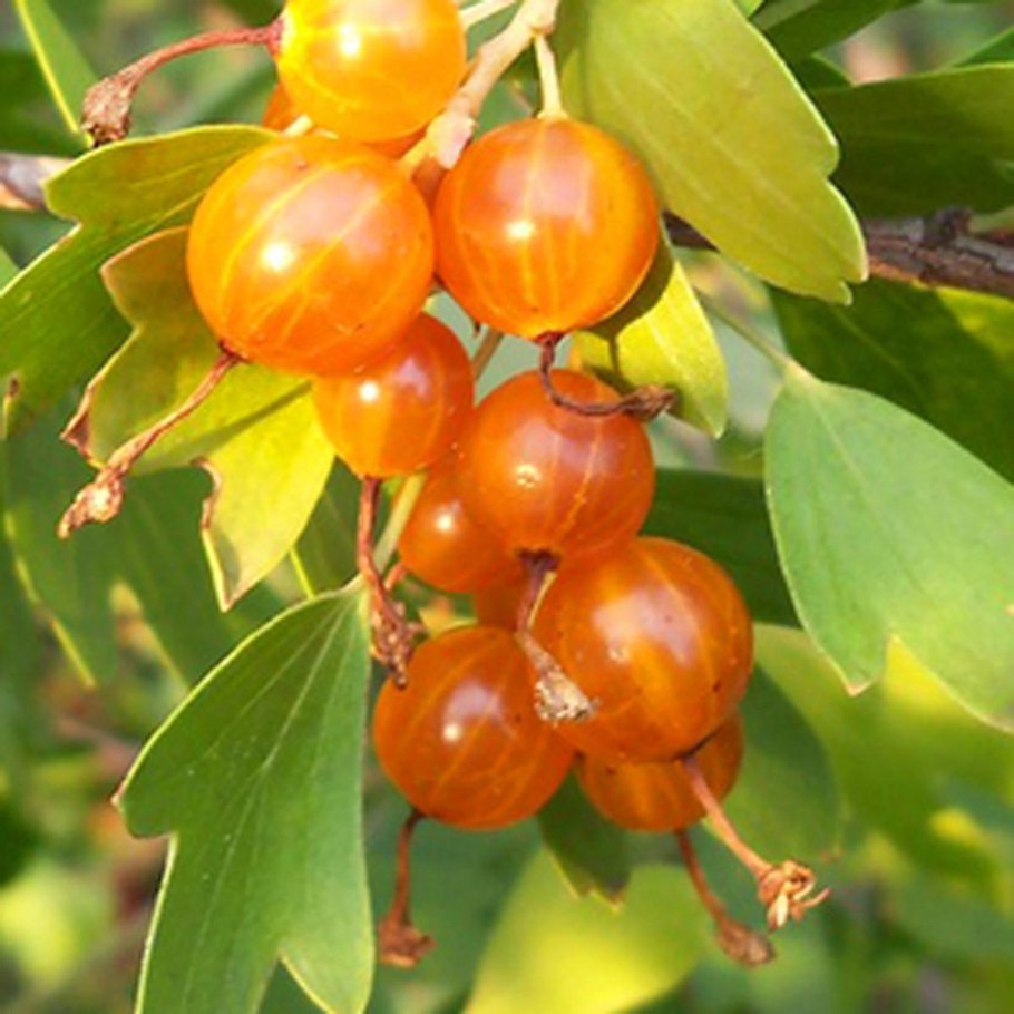 Белая смородина фото ягод