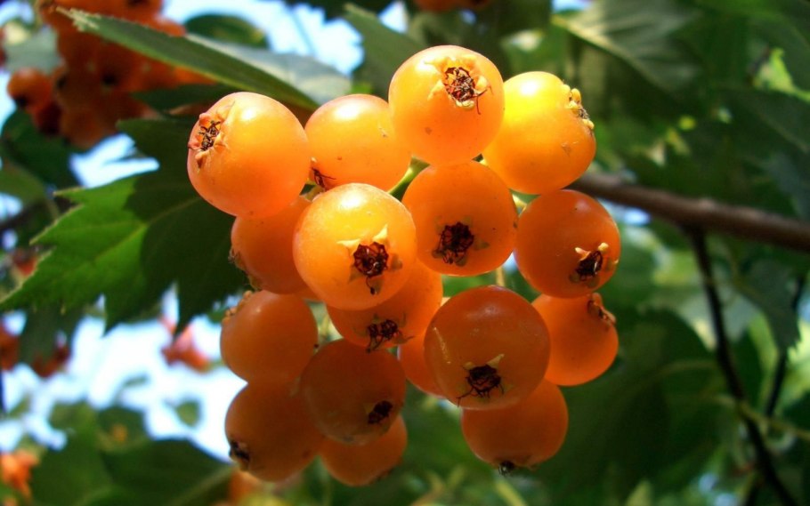 Смородина золотистая (ribes Aureum)
