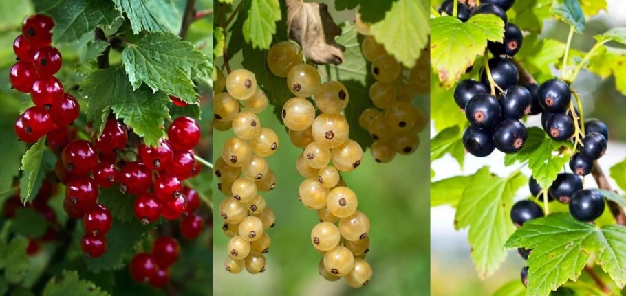 Орловская смородина белая