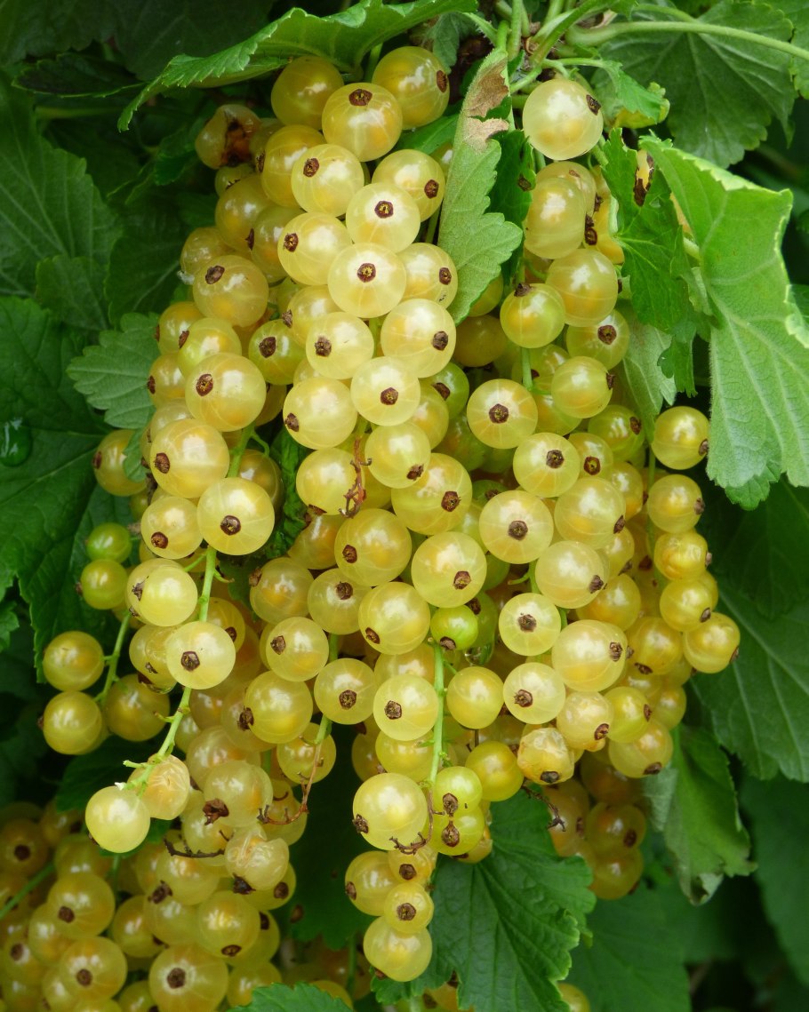 Ягоды белой смородины