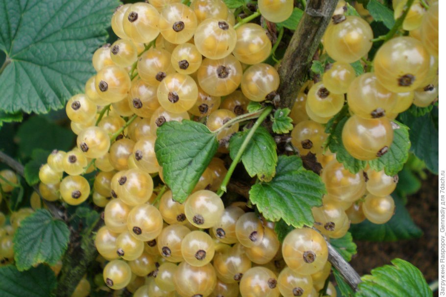 Смородина белая сорт Виноградная