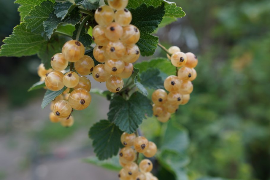 Смородина йошта