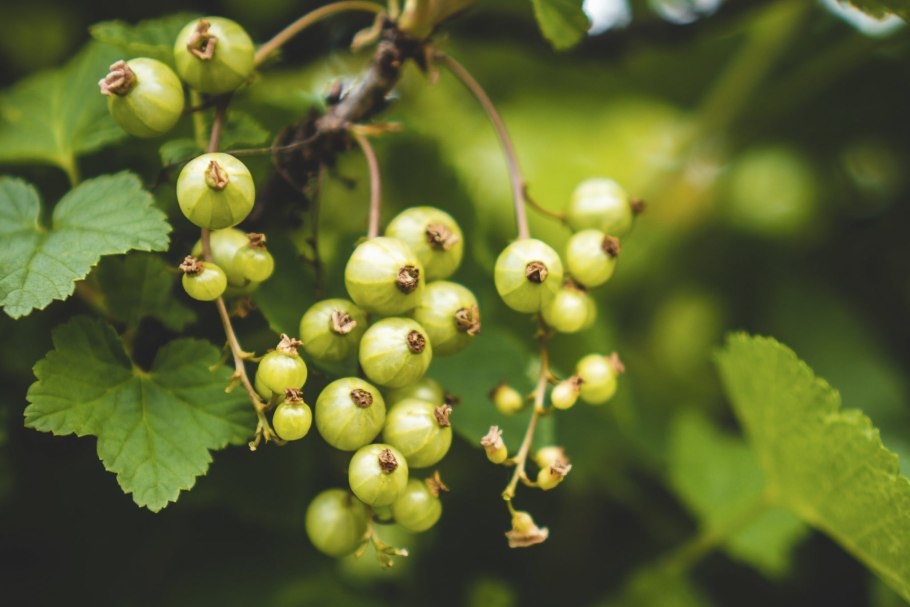 Смородина белая Беляна (с2)