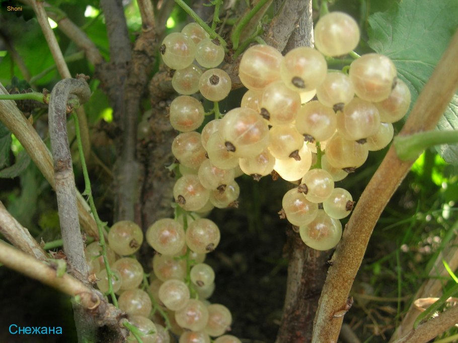 Смородина белая Виксне