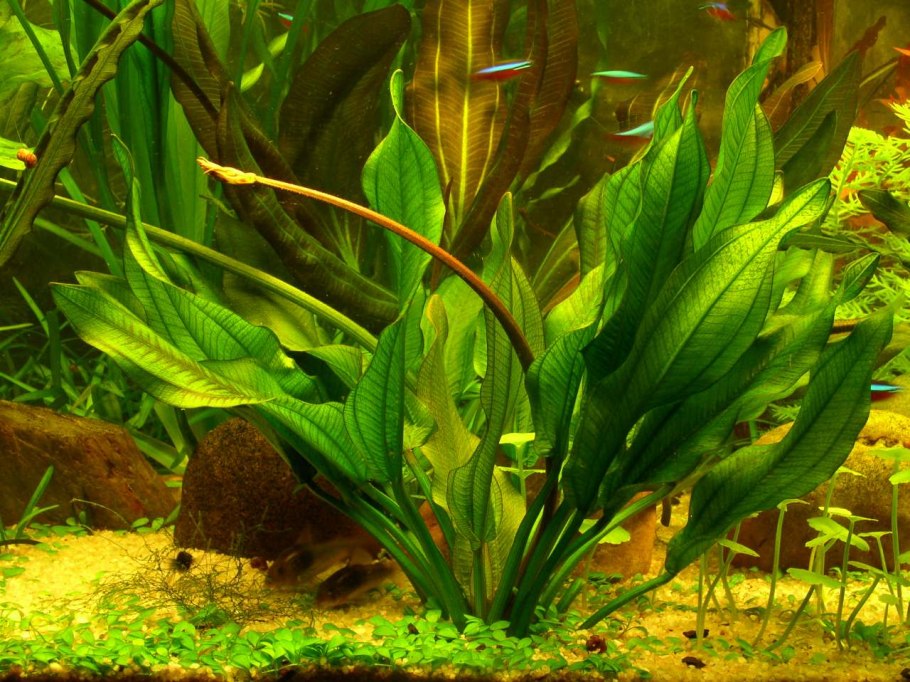 Эхинодорус квадрикостатус (Echinodorus quadricostatus)