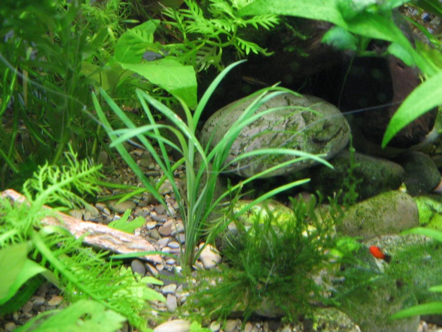 Бликса альтернифолия Blyxa alternifolia