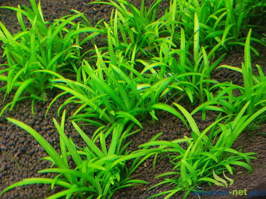 Стрелолист latifolia