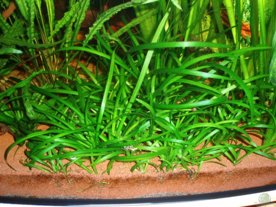 Сагиттария аквариумное растение