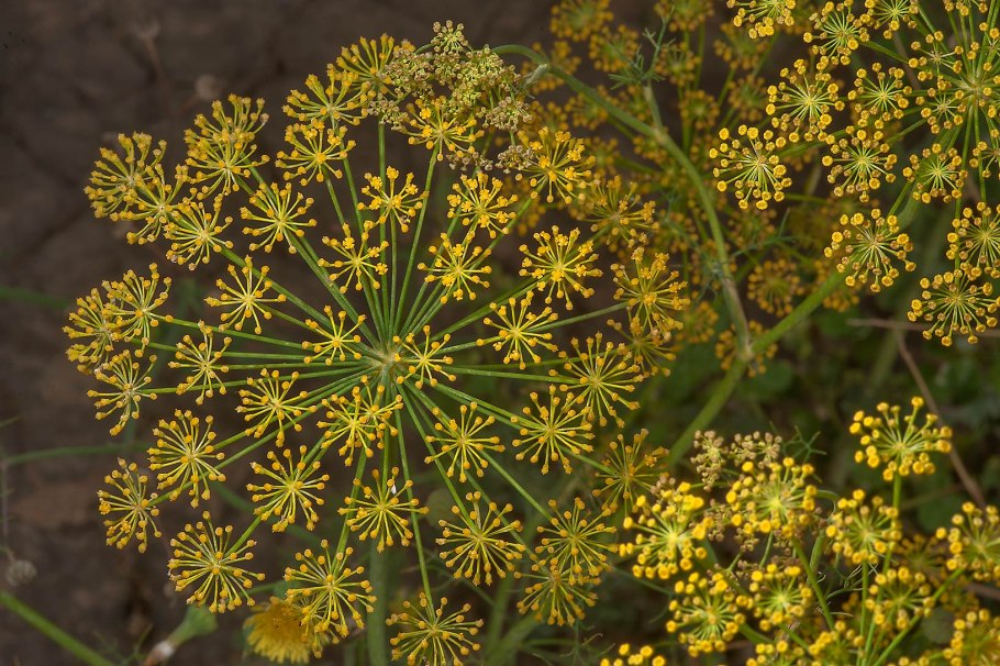 Anethum graveolens