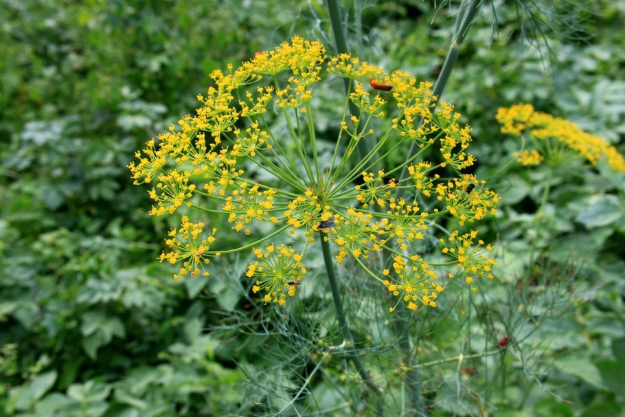 Foeniculum vulgare Ботаническая иллюстрациях
