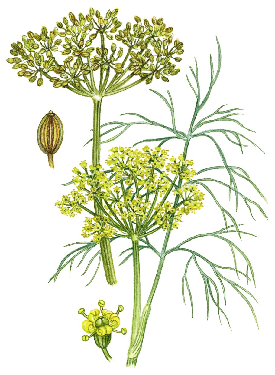 Anethum graveolens