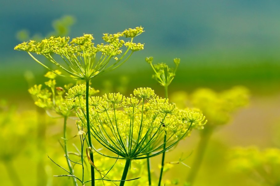 Фенхель (Foeniculum)