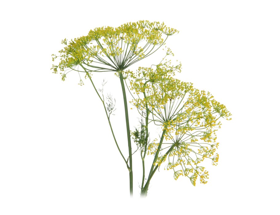 Укроп пахучий - Anethum graveolens