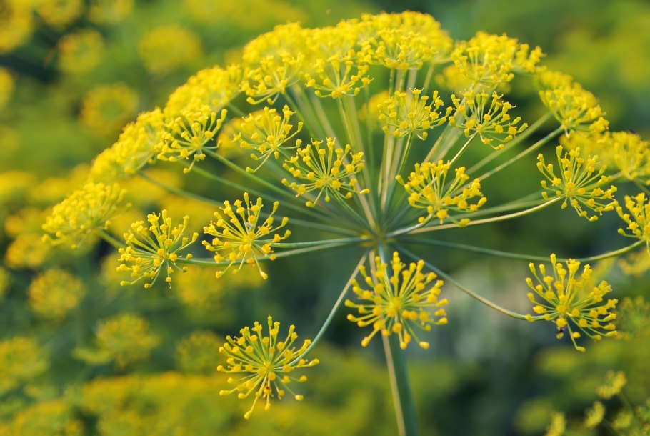 Фенхель. Foeniculum vulgare