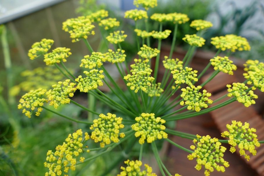 Фенхель. Foeniculum vulgare