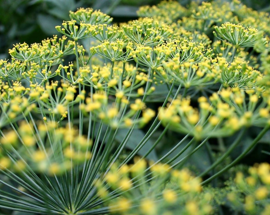 Фенхель обыкновенный Foeniculum vulgare гербарий