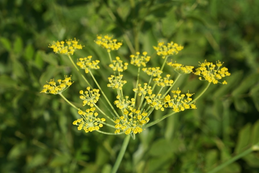 Фенхель. Foeniculum vulgare