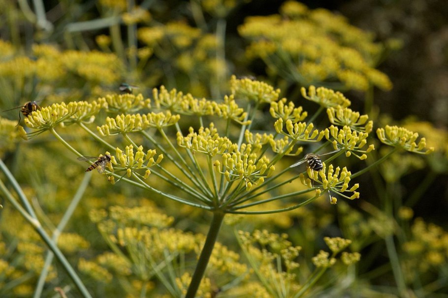 Фенхель. Foeniculum vulgare