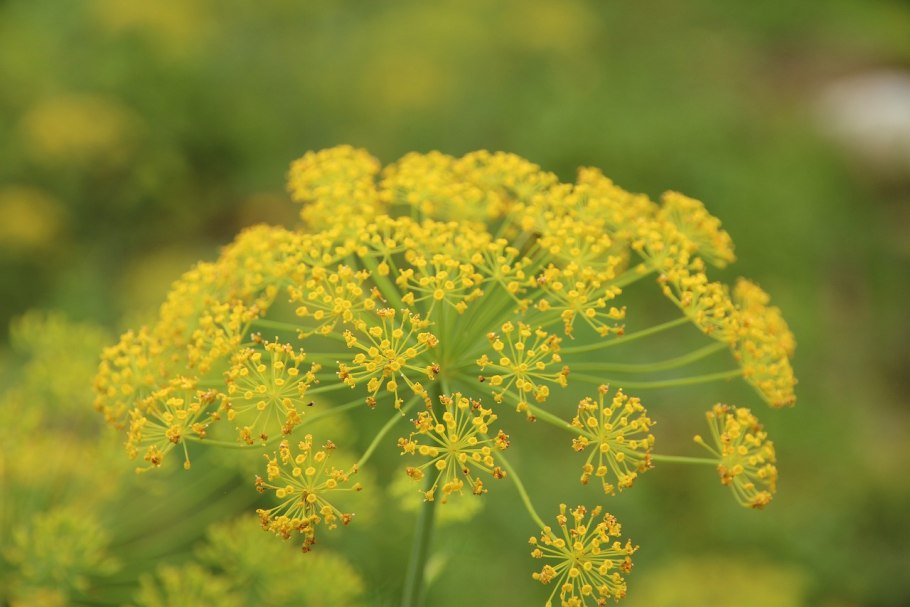 Фенхель обыкновенный Foeniculum vulgare