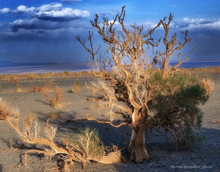 Растения пустынь саксаул