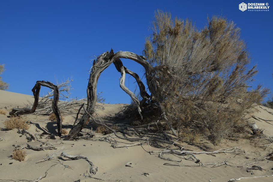 Аральское море саксаульный лес