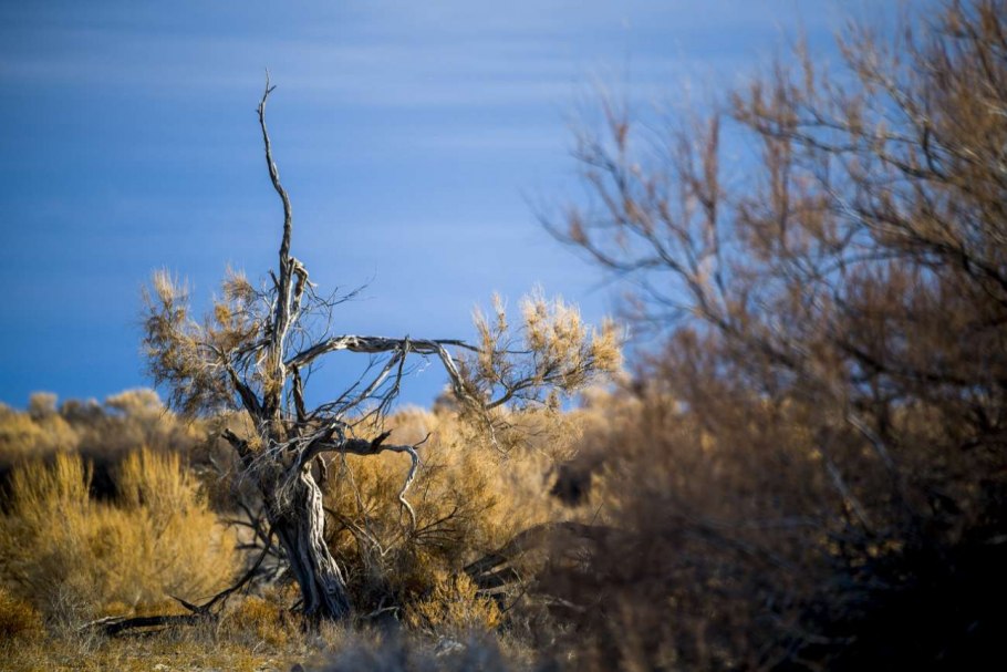 Саксаул, джузгун, эфедра, солянка, Полынь