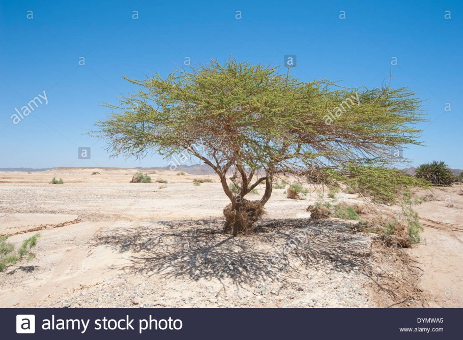 Песчаная акация