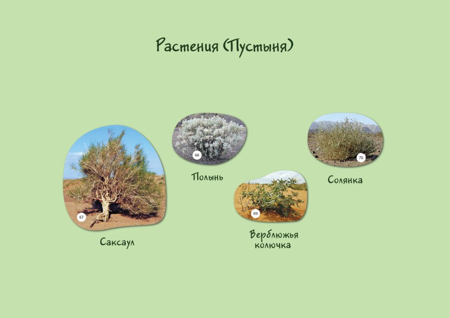 Саксаул растение пустыни