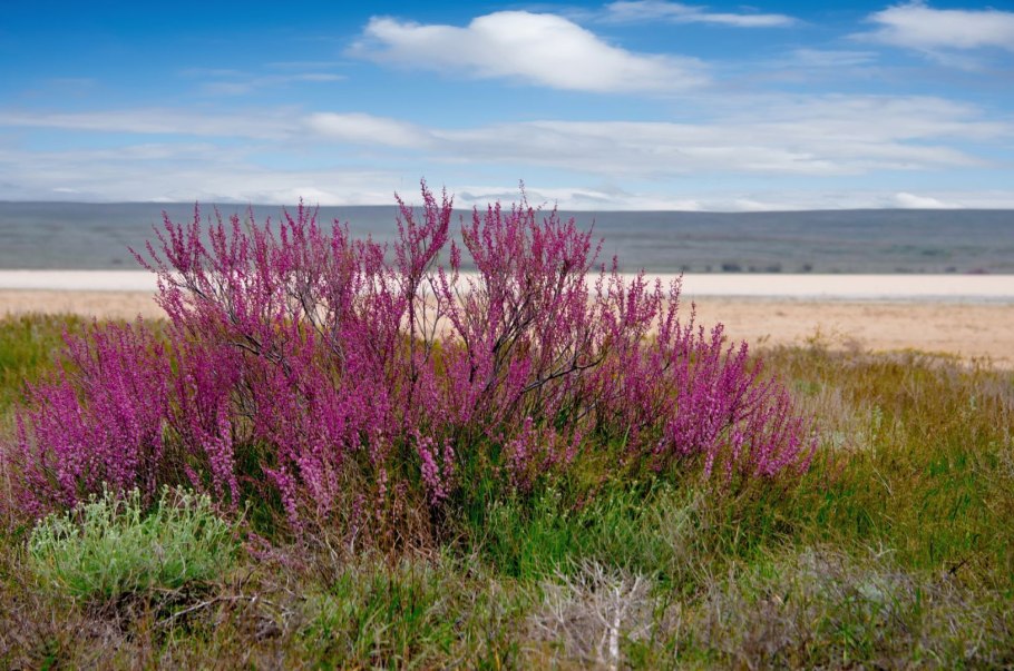 Песчаная Акация в пустыне России