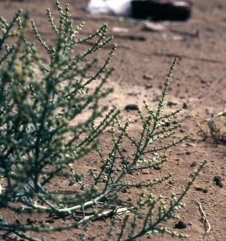 Salsola stocksii